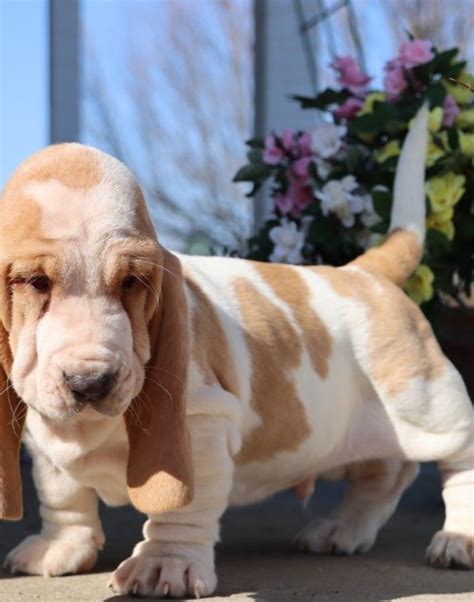 Rocky — 10-Week-Old Male Puppy