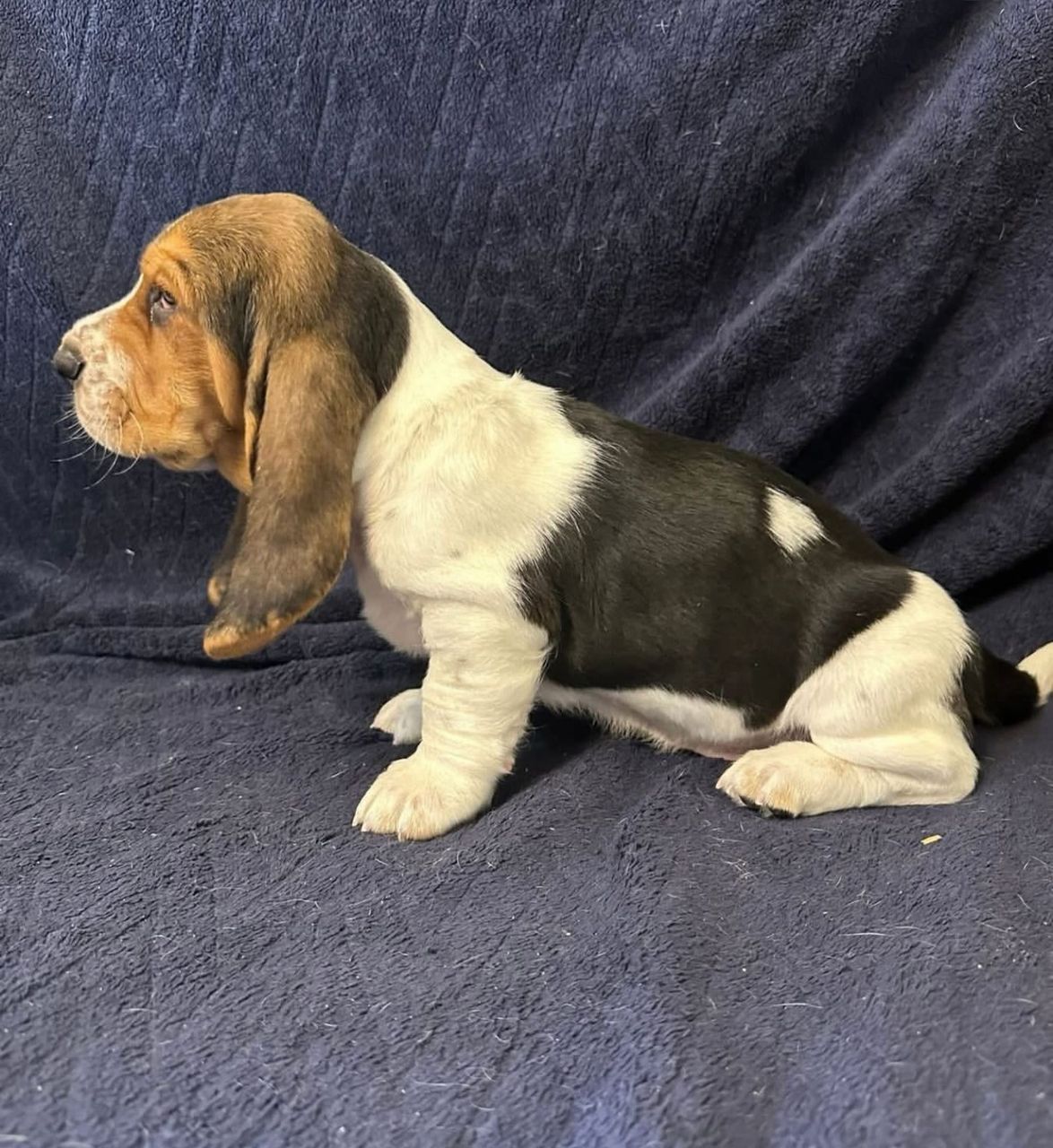 Daisy — 10-Week-Old Female Puppy