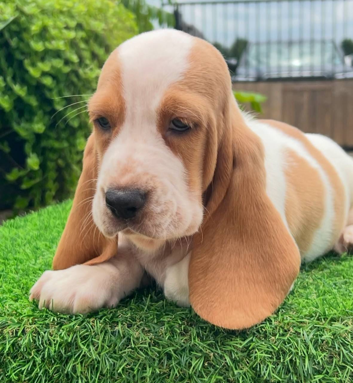 Lola — 10-Week-Old Female Puppy